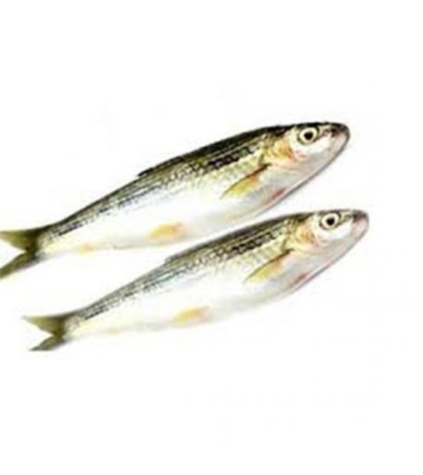 Tatkini Fish (টাটকিনি মাছ) 1KG