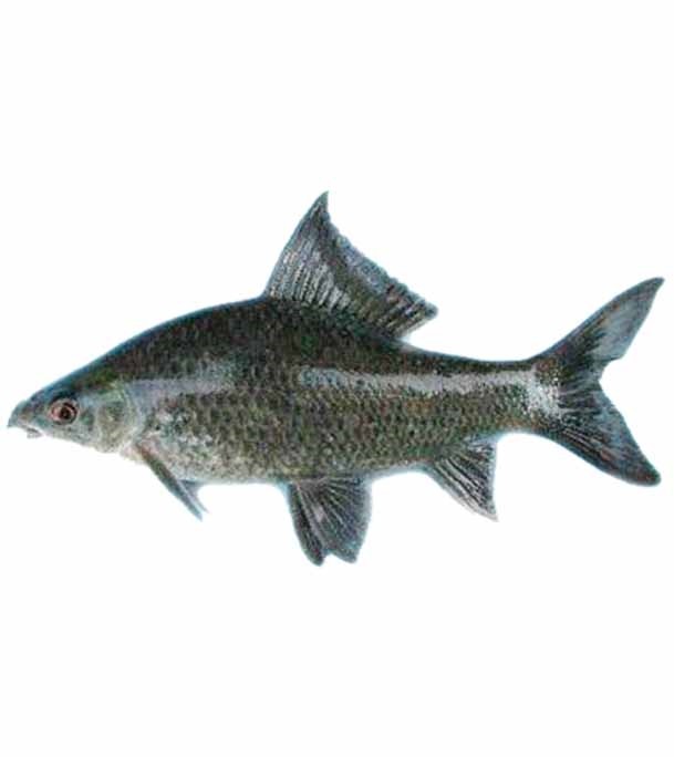 kalabaush Fish (কালিবাউস মাছ) 1.3 kg (50gm±) Per Pc Before Cutting