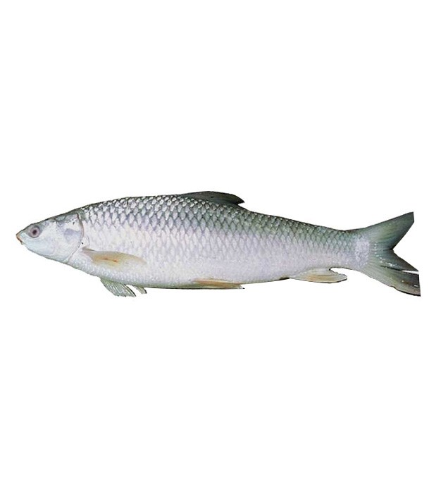 Mrigel Fish (মৃগাল ফিশ ) 1.7 kg (50gm±) Per Pc Before Cutting