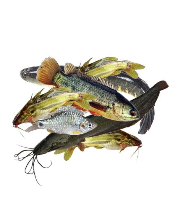 Haur Mix Fish 1 kg