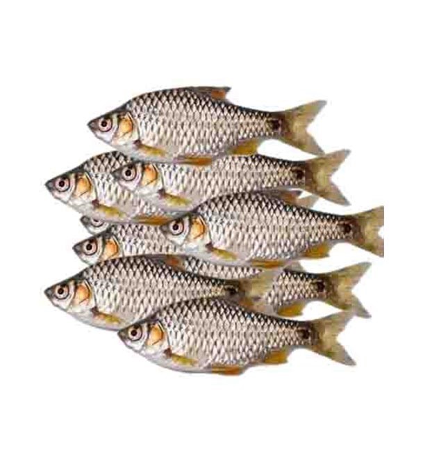 Deshi Puti Fish (দেশী পুটি)