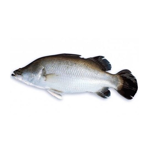 Koral Fish (কোরাল মাছ) 2.5 kg (100gm±) Per Pc Before Cutting
